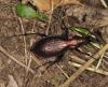 Carabus rutilans